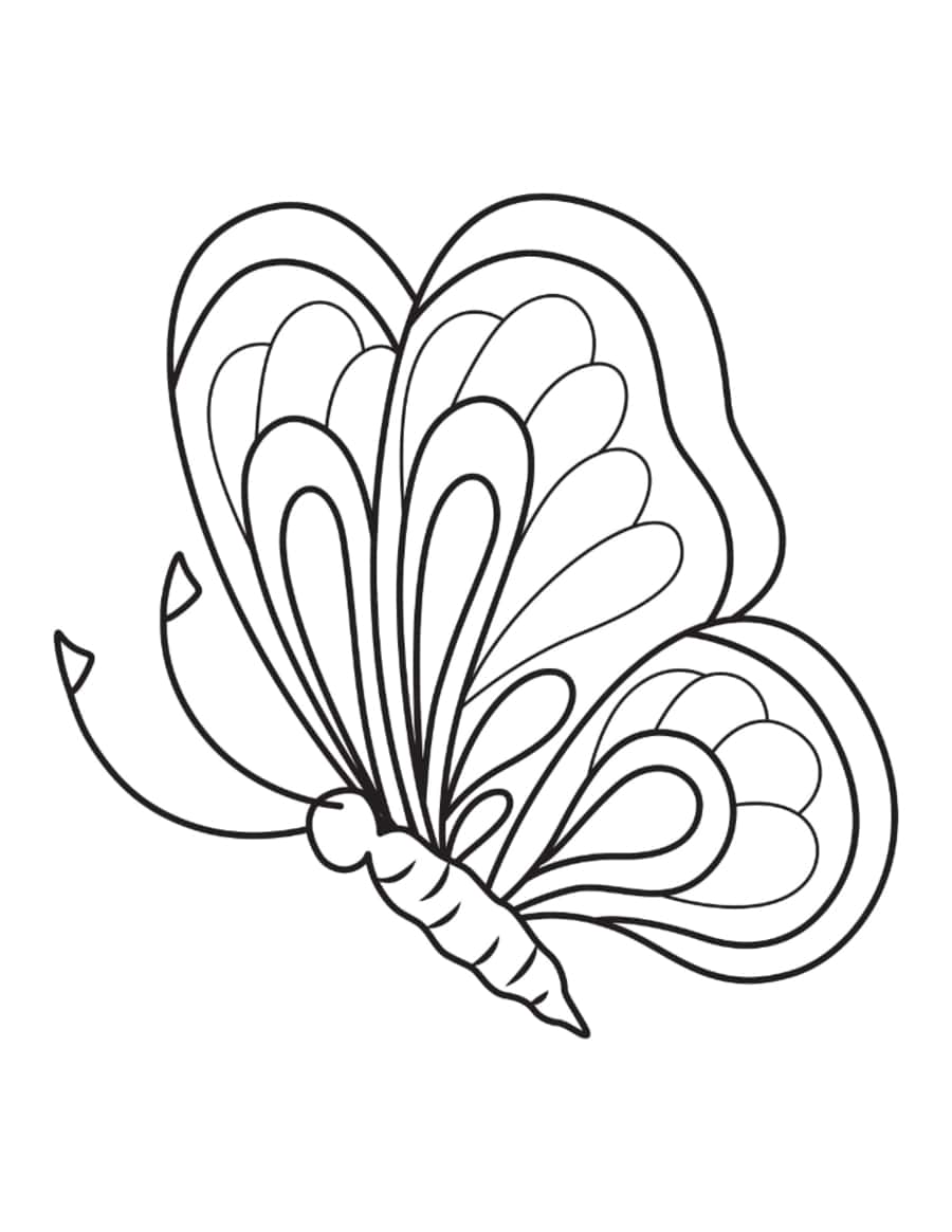 Butterfly Layers Side View Coloring Pdf Free Vectors